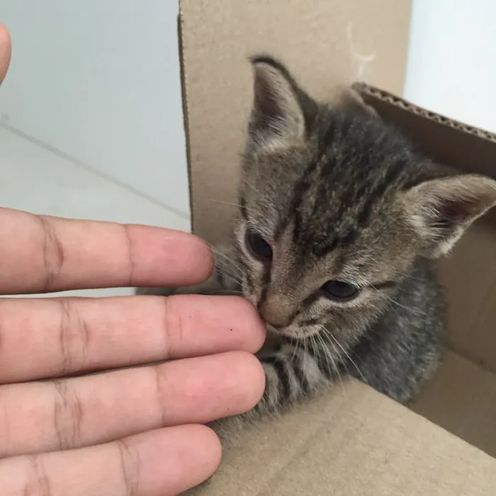 Gato ra a  idade 2 a 6 meses nome Morocco
