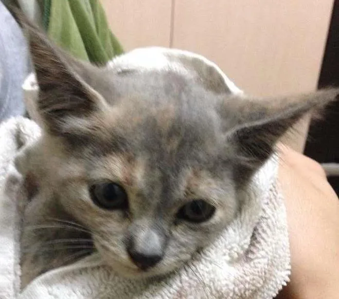 Gato ra a  idade Abaixo de 2 meses nome sem nome