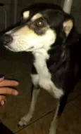 PRINCESA