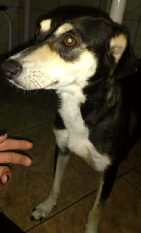 Cachorro ra a SRD idade 2 a 6 meses nome PRINCESA
