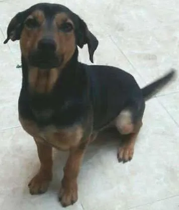 Cachorro ra a Vira-lata idade 1 ano nome Thor