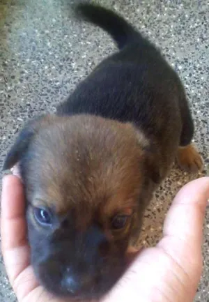 Cachorro raça misturado idade Abaixo de 2 meses nome sem nome