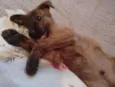Caramelo