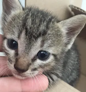 Gato raça  idade 2 a 6 meses nome Morocco