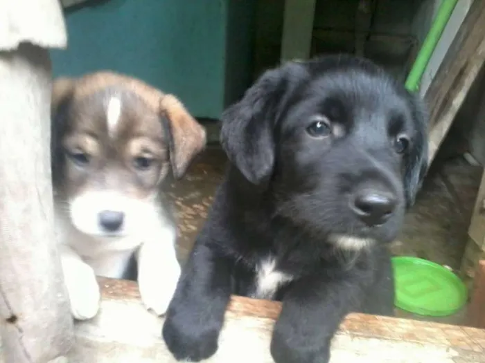 Cachorro ra a SRD idade Abaixo de 2 meses nome sem nomes