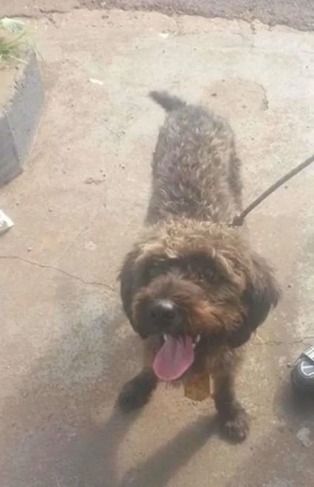 Cachorro ra a SRD idade 3 anos nome SEM NOME