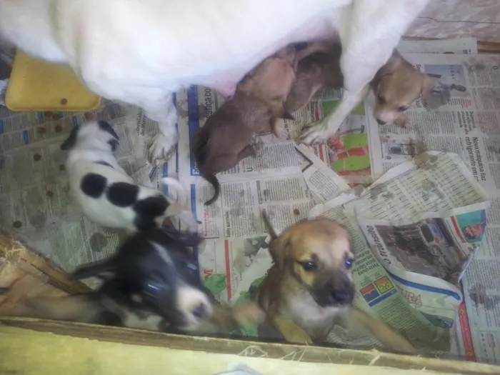 Cachorro raça nao definida idade 2 a 6 meses nome nany (mae)