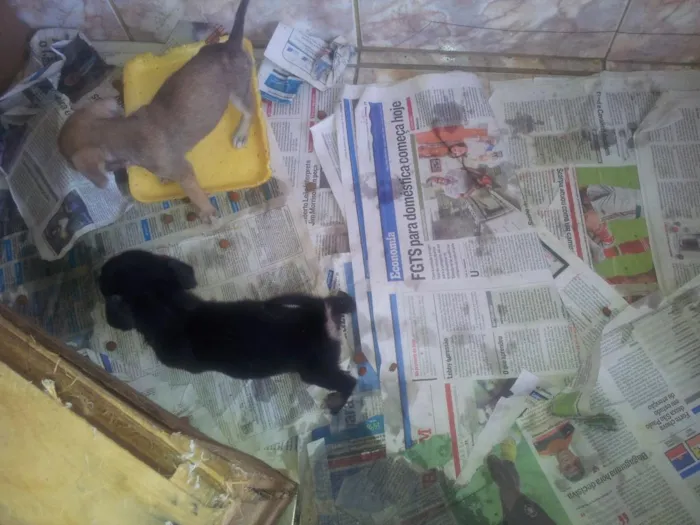 Cachorro raça nao definida idade 2 a 6 meses nome nany (mae)