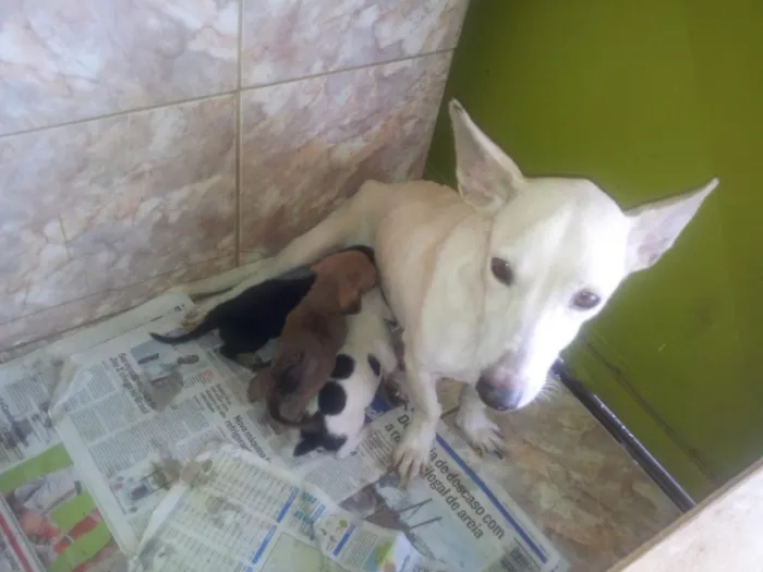 Cachorro raça nao definida idade 2 a 6 meses nome nany (mae)