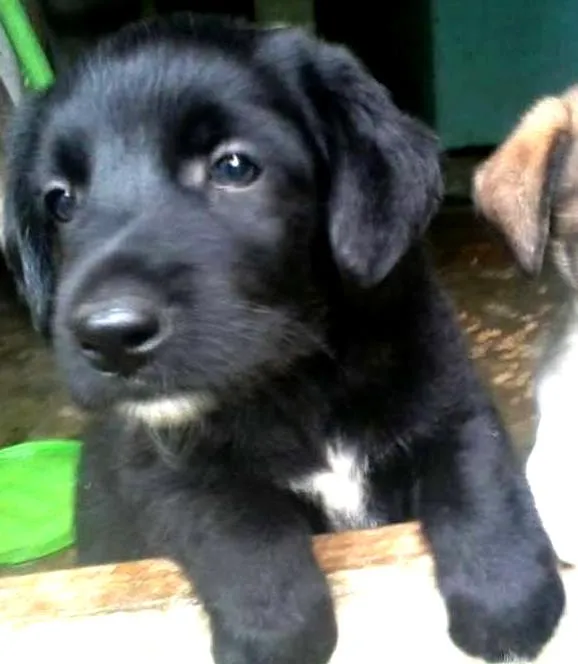 Cachorro ra a SRD idade Abaixo de 2 meses nome sem nomes