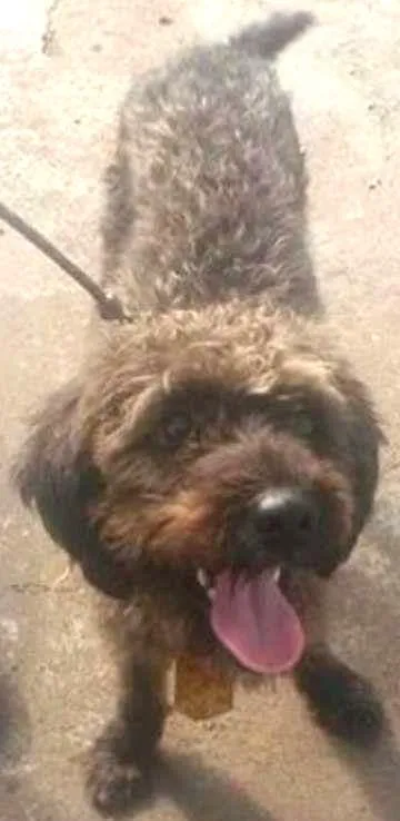 Cachorro ra a SRD idade 3 anos nome SEM NOME