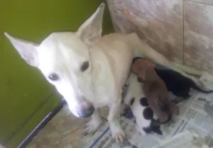 Cachorro raça nao definida idade 2 a 6 meses nome nany (mae)