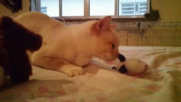 Gato ra a SRD idade 2 anos nome Mashua