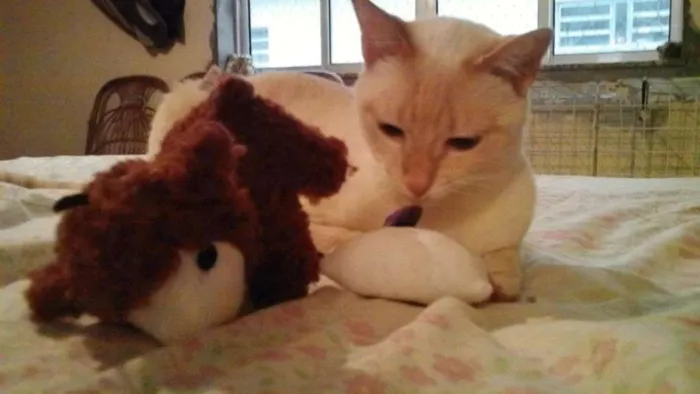 Gato ra a SRD idade 2 anos nome Mashua
