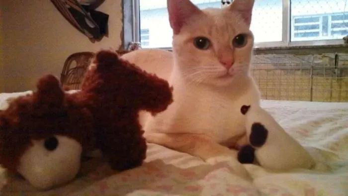 Gato ra a SRD idade 2 anos nome Mashua