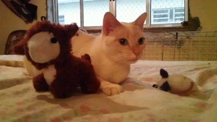 Gato ra a SRD idade 2 anos nome Mashua