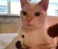 Mashua