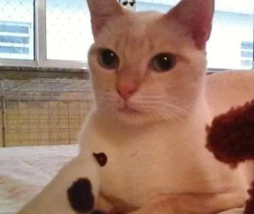 Gato ra a SRD idade 2 anos nome Mashua