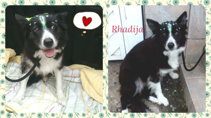 Cachorro ra a SRD idade 3 anos nome Rhadija