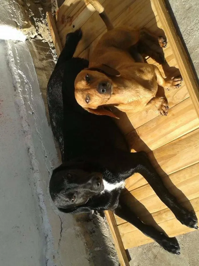 Cachorro raça Vira-Lata/Basset idade 2 anos nome Perseu e Pituco