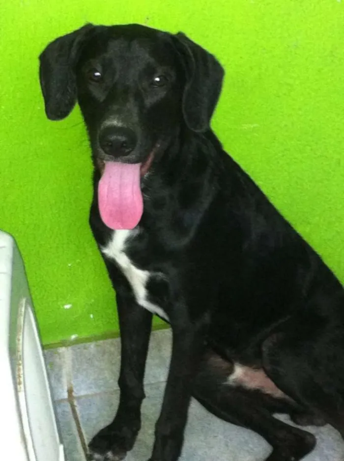 Cachorro raça Vira-Lata/Basset idade 2 anos nome Perseu e Pituco