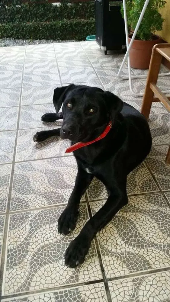 Cachorro ra a Labrador idade  nome Não sabemos