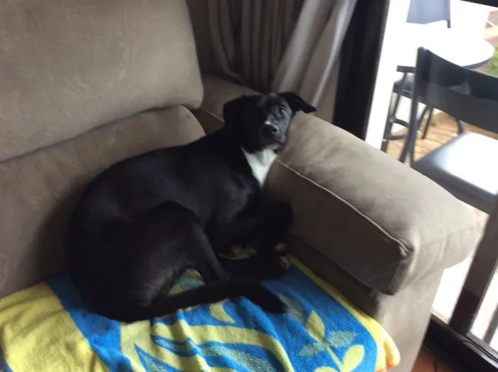 Cachorro raça Vira lata idade 1 ano nome Dora