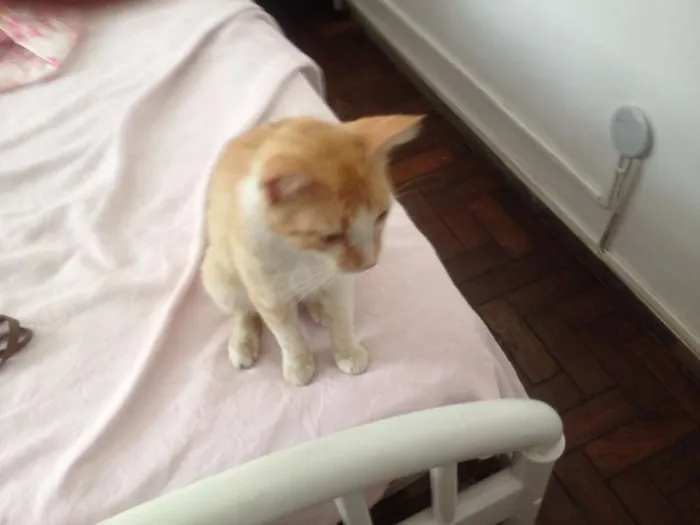 Gato raça SRD idade 7 a 11 meses nome Ted