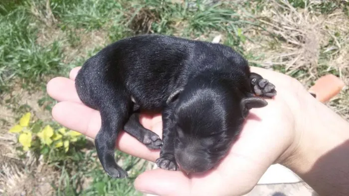 Cachorro raça SRD idade Abaixo de 2 meses nome Sem Nome