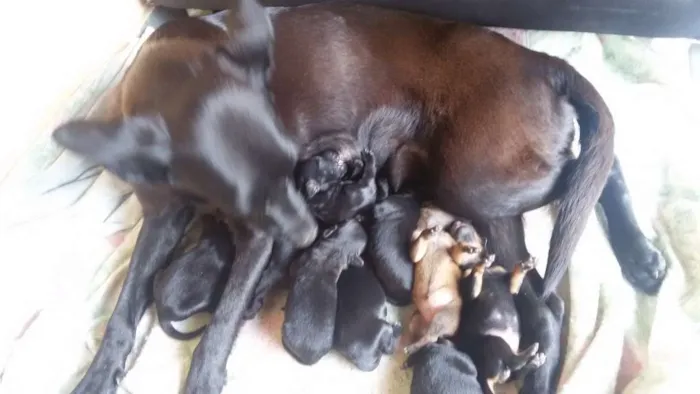 Cachorro raça SRD idade Abaixo de 2 meses nome Sem Nome