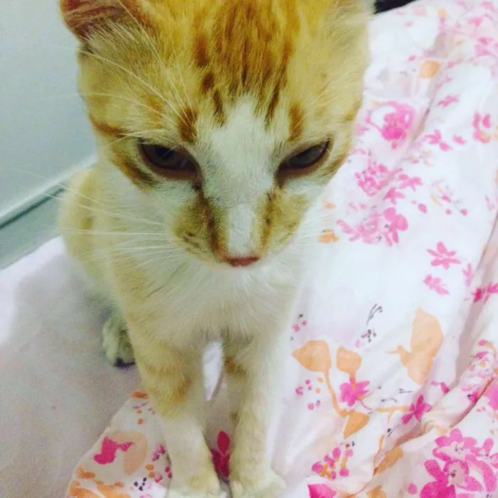 Gato raça SRD idade 7 a 11 meses nome Ted