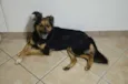 Pituca