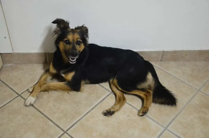 Cachorro ra a SRD idade 2 anos nome Pituca