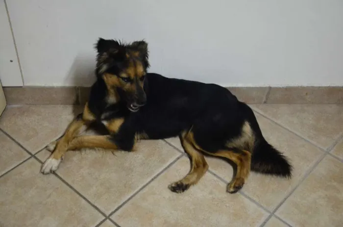 Cachorro ra a SRD idade 2 anos nome Pituca