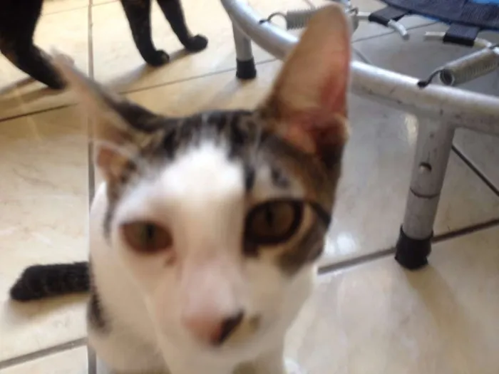 Gato raça SRD idade 2 a 6 meses nome Luid