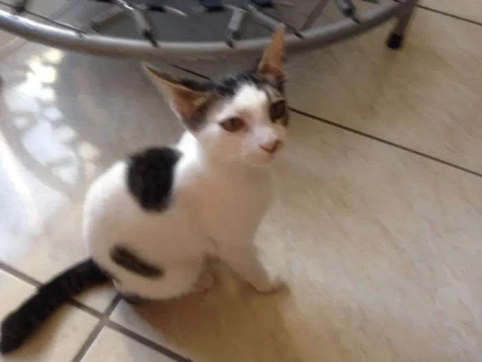 Gato raça SRD idade 2 a 6 meses nome Luid