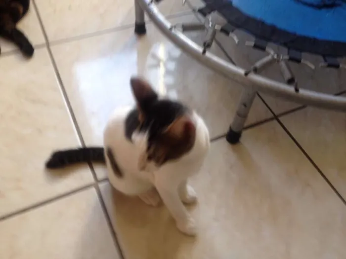 Gato raça SRD idade 2 a 6 meses nome Luid