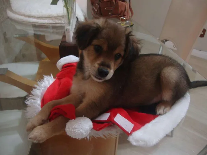 Cachorro ra a SRD idade 2 a 6 meses nome Bernardo
