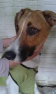 Fiona