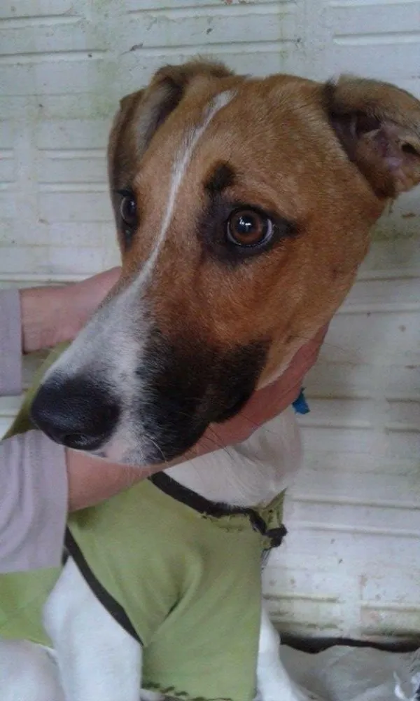 Cachorro ra a SRD idade 7 a 11 meses nome Fiona