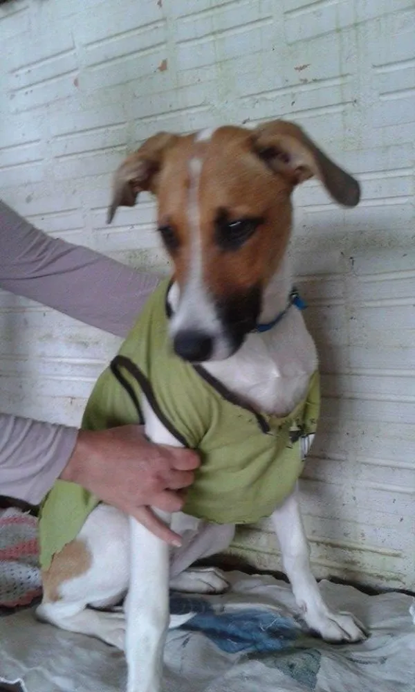 Cachorro ra a SRD idade 7 a 11 meses nome Fiona