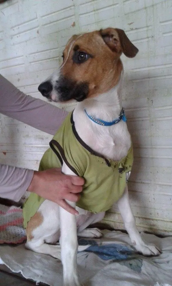 Cachorro ra a SRD idade 7 a 11 meses nome Fiona