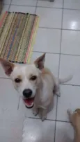 Lupi