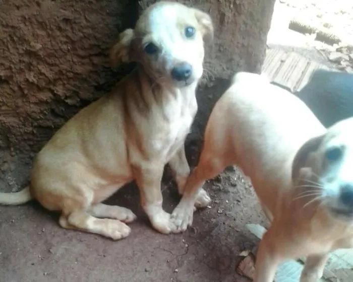 Cachorro ra a indefinida idade 2 a 6 meses nome filhotes