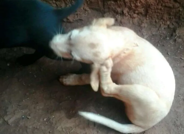 Cachorro ra a indefinida idade 2 a 6 meses nome filhotes