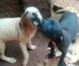 filhotes