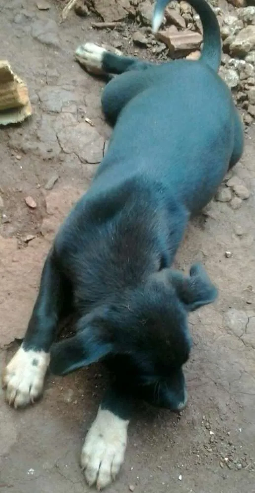 Cachorro ra a indefinida idade 2 a 6 meses nome filhotes