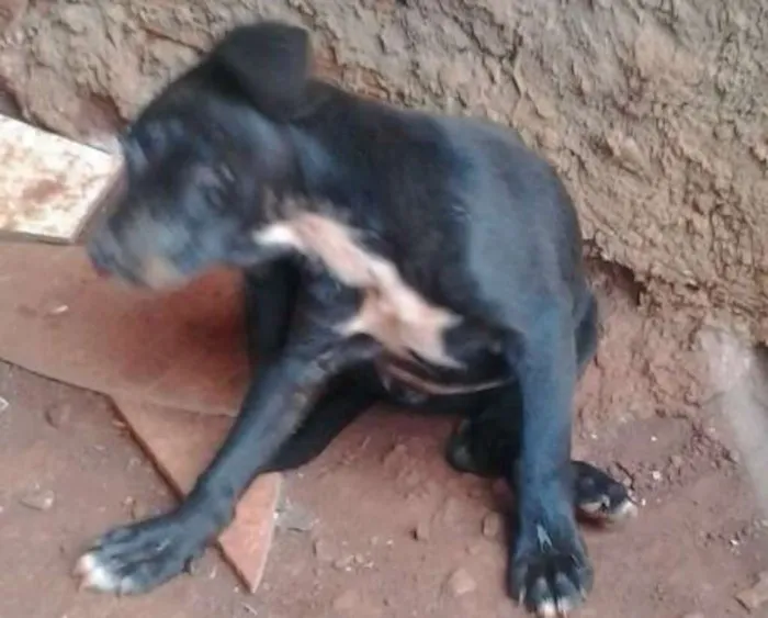 Cachorro ra a indefinida idade 2 a 6 meses nome filhotes