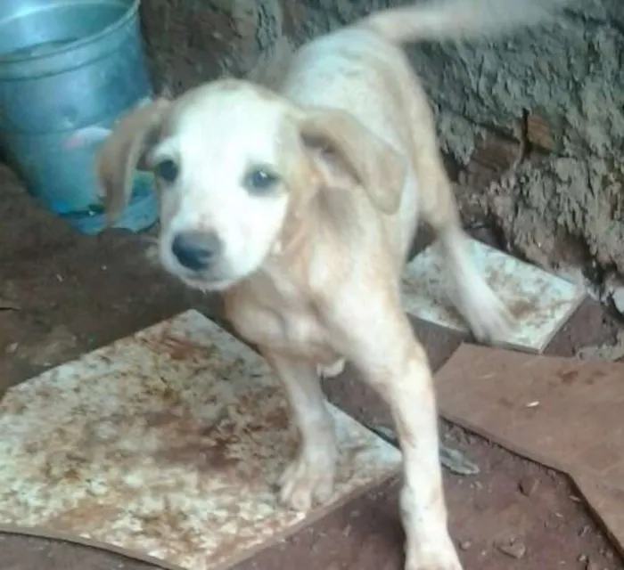 Cachorro ra a indefinida idade 2 a 6 meses nome filhotes
