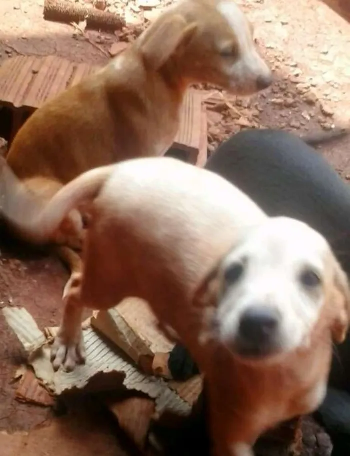 Cachorro ra a indefinida idade 2 a 6 meses nome filhotes